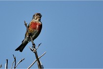 D500 Texel 18-05-29 00445  19  Photos ACG 2018