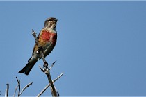 D500 Texel 18-05-29 00446  20  Photos ACG 2018