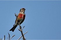 D500 Texel 18-05-29 00447  21  Photos ACG 2018