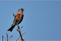 D500 Texel 18-05-29 00448  22  Photos ACG 2018