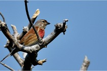 D500 Texel 18-05-29 00449  23  Photos ACG 2018