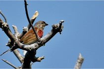 D500 Texel 18-05-29 00450  24  Photos ACG 2018