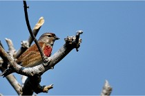 D500 Texel 18-05-29 00451  25  Photos ACG 2018