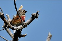 D500 Texel 18-05-29 00460  26  Photos ACG 2018
