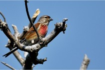 D500 Texel 18-05-29 00472  27  Photos ACG 2018