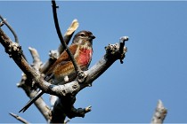 D500 Texel 18-05-29 00474  28  Photos ACG 2018