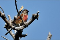 D500 Texel 18-05-29 00475  29  Photos ACG 2018