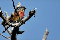 D500 Texel 18-05-29 00478  30  Photos ACG 2018
