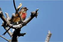 D500 Texel 18-05-29 00479  31  Photos ACG 2018