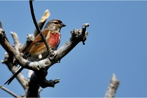 D500 Texel 18-05-29 00480  32  Photos ACG 2018