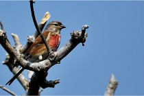 D500 Texel 18-05-29 00481  33  Photos ACG 2018