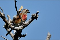 D500 Texel 18-05-29 00483  34  Photos ACG 2018