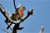 D500 Texel 18-05-29 00484  35  Photos ACG 2018