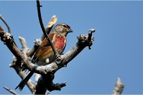 D500 Texel 18-05-29 00485  36  Photos ACG 2018