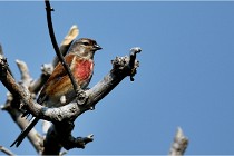 D500 Texel 18-05-29 00486  37  Photos ACG 2018
