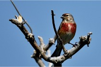 D500 Texel 18-05-29 00488  38  Photos ACG 2018