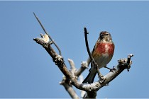 D500 Texel 18-05-29 00489  39  Photos ACG 2018
