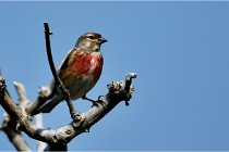 D500 Texel 18-05-29 00492  40  Photos ACG 2018