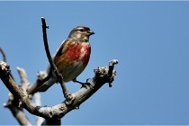 D500 Texel 18-05-29 00493  41  Photos ACG 2018