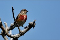D500 Texel 18-05-29 00494  42  Photos ACG 2018