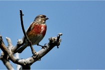 D500 Texel 18-05-29 00495  43  Photos ACG 2018