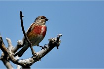 D500 Texel 18-05-29 00496  44  Photos ACG 2018