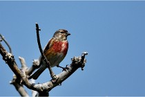 D500 Texel 18-05-29 00497  45  Photos ACG 2018