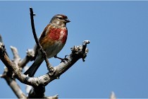 D500 Texel 18-05-29 00498  46  Photos ACG 2018