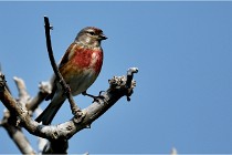 D500 Texel 18-05-29 00499  47  Photos ACG 2018