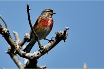 D500 Texel 18-05-29 00500  48  Photos ACG 2018