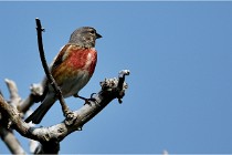 D500 Texel 18-05-29 00501  49  Photos ACG 2018