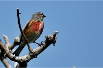 D500 Texel 18-05-29 00502  50  Photos ACG 2018