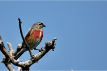 D500 Texel 18-05-29 00503  51  Photos ACG 2018