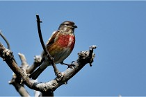 D500 Texel 18-05-29 00509  52  Photos ACG 2018