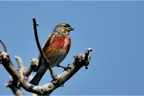 D500 Texel 18-05-29 00517  53  Photos ACG 2018