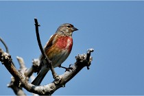D500 Texel 18-05-29 00518  54  Photos ACG 2018