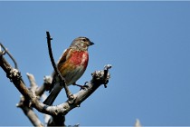 D500 Texel 18-05-29 00519  55  Photos ACG 2018