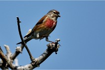 D500 Texel 18-05-29 00523  56  Photos ACG 2018