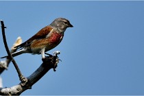 D500 Texel 18-05-29 00524  57  Photos ACG 2018