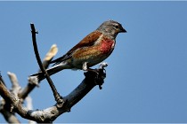 D500 Texel 18-05-29 00525  58  Photos ACG 2018