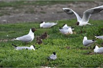 D500 Texel 18-05-30 00528   Photos ACG 2018
