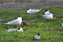 D500 Texel 18-05-30 00534   Photos ACG 2018