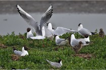 D500 Texel 18-05-30 00543   Photos ACG 2018