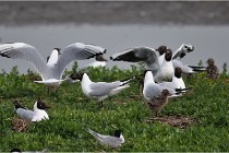 D500 Texel 18-05-30 00546   Photos ACG 2018
