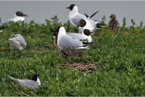 D500 Texel 18-05-30 00547   Photos ACG 2018
