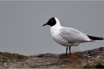 D500 Texel 18-05-30 00552   Photos ACG 2018