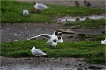 D500 Texel 18-05-30 00559   Photos ACG 2018