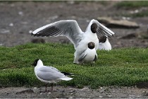 D500 Texel 18-05-30 00560   Photos ACG 2018