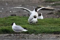 D500 Texel 18-05-30 00561   Photos ACG 2018
