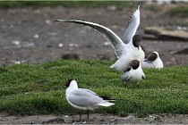 D500 Texel 18-05-30 00562   Photos ACG 2018